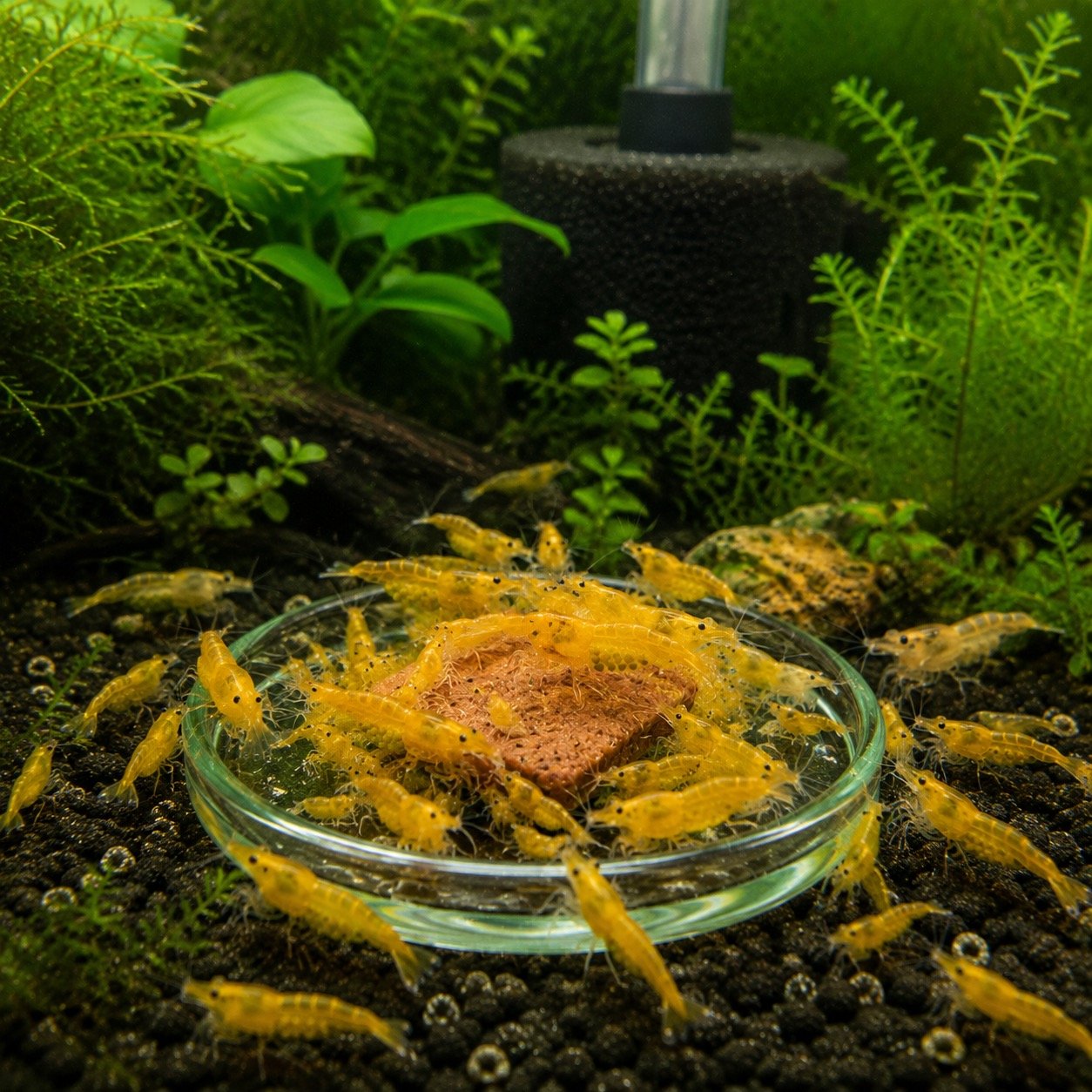 Wet Pet Wafers Carnivore - Image 4
