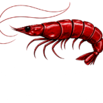 Simon The Shrimp