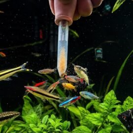 Brine Shrimp Eggs Premium