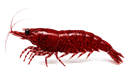 Shrimp Icon