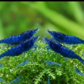 Blue Dream Neo Caridina Shrimp