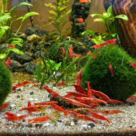 Red Cherry Neo Caridina Shrimp