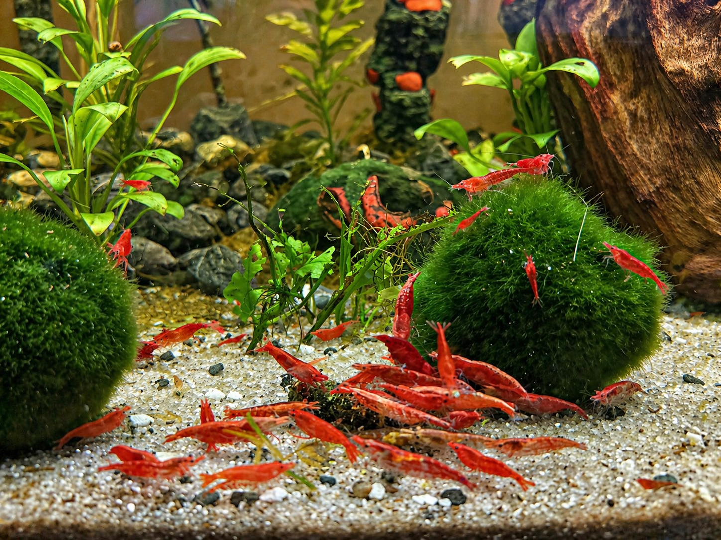 Red Cherry Neo Caridina Shrimp