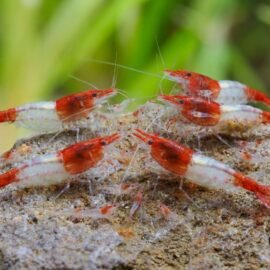Red Rili Neo Caridina Shrimp