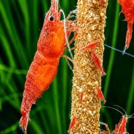 Test Shrimp Product