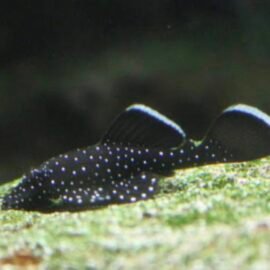 L181 peppermint bristlenose pleco. 3-4cm.