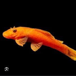 Super red bristlenose pleco 3-4cm