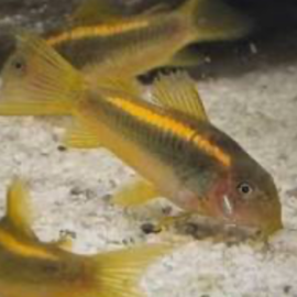 Gold laser corydoras CW10 3CM