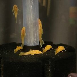L144 Blue eyed Lemons. 3-4cm