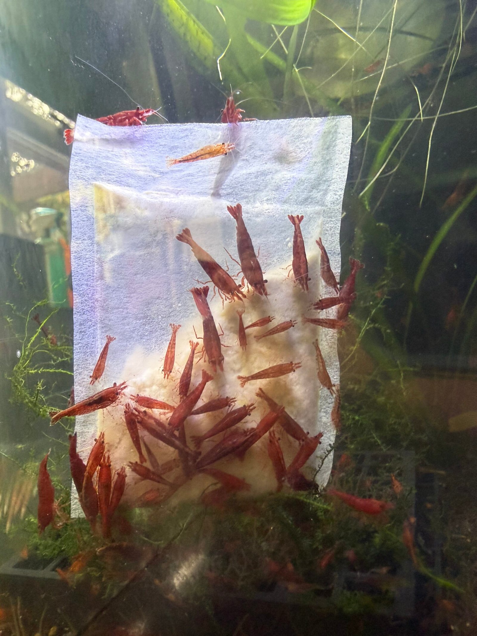 Simon The Shrimp Lubao Bags, - Image 3