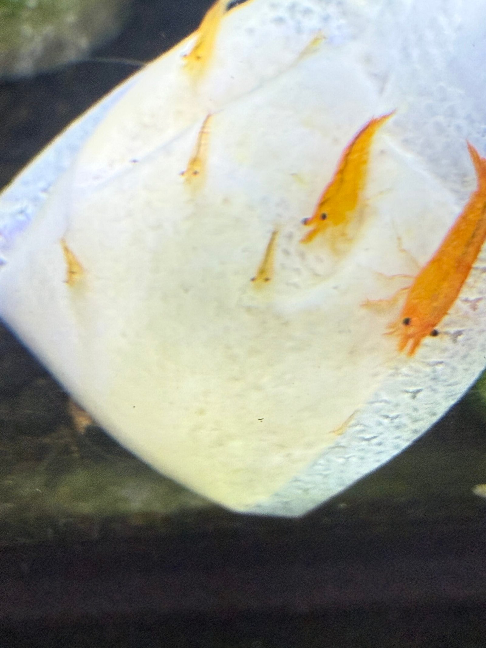 Simon The Shrimp Lubao Bags, - Image 4